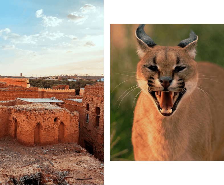Altstadt und ein Puma